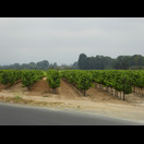 Wein